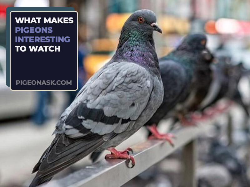 What Makes Pigeons Interesting to Watch