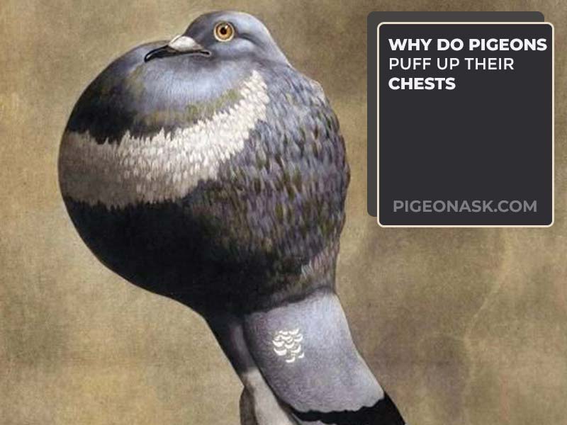 Why Do Pigeons Puff Up Their Chests