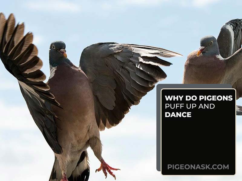 Why Do Pigeons Puff Up and Dance