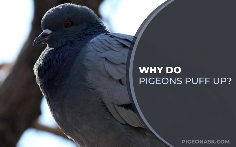 Why Do Pigeons Puff Up