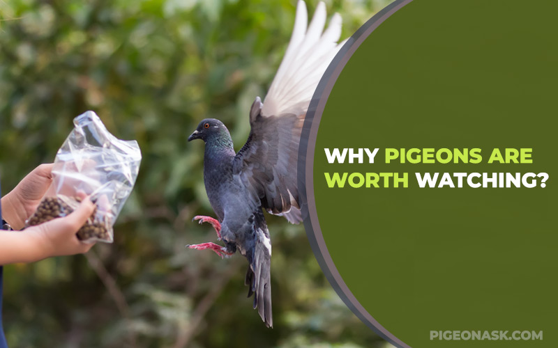 Why Pigeons Are Worth Watching