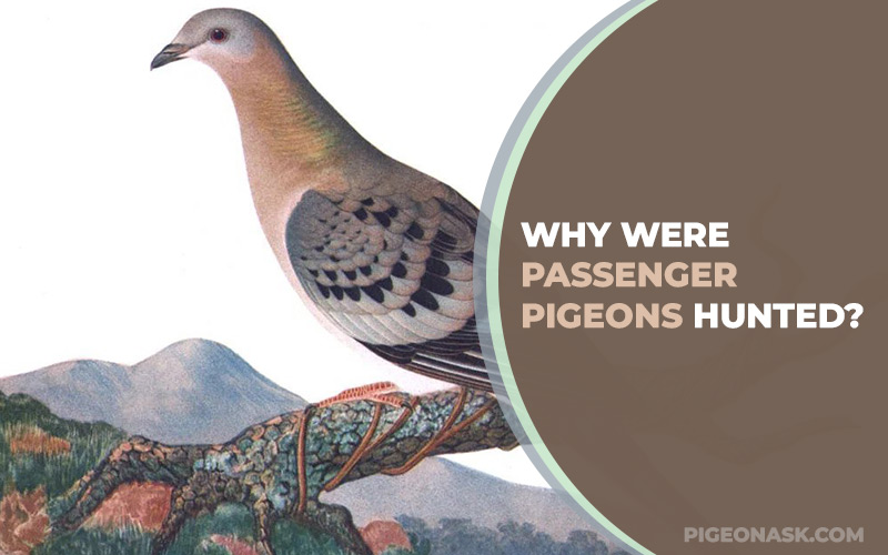 Why Were Passenger Pigeons Hunted