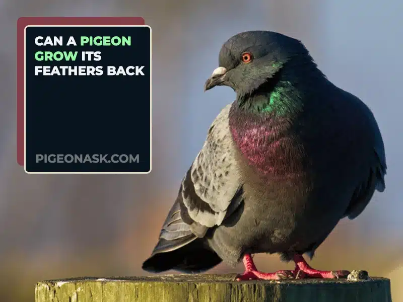 Can a Pigeon Grow Its Feathers Back