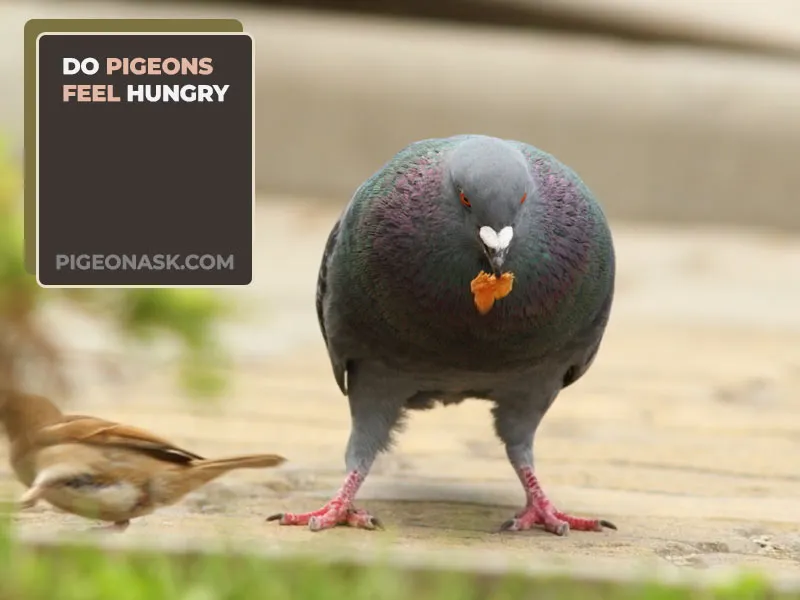 Do Pigeons Feel Hungry