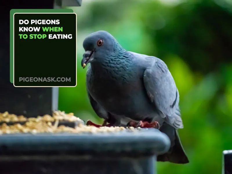 Do Pigeons Know When to Stop Eating