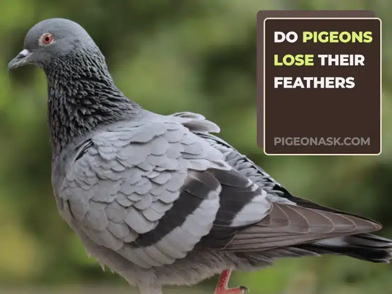 Do Pigeons Lose Their Feathers