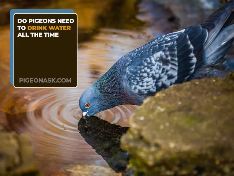 Do Pigeons Need to Drink Water All the Time