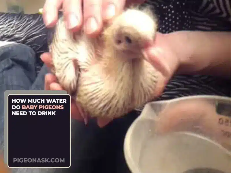 How Much Water Do Baby Pigeons Need to Drink