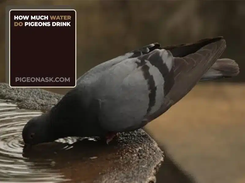 How Much Water Do Pigeons Drink