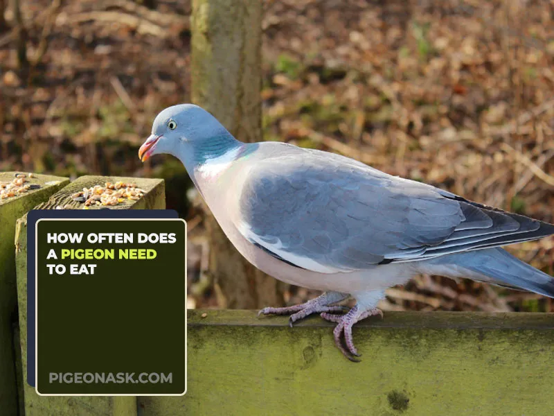 How Often Does a Pigeon Need to Eat