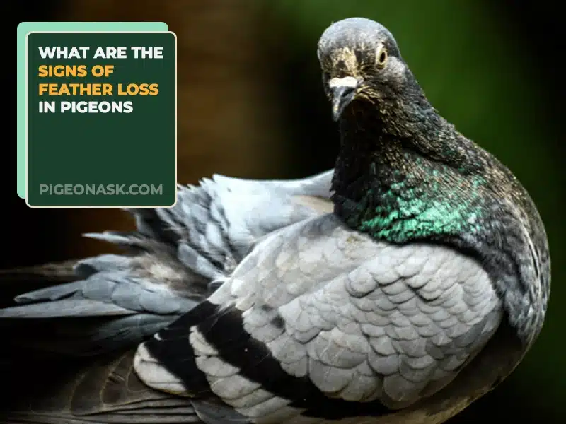 What Are the Signs of Feather Loss in Pigeons