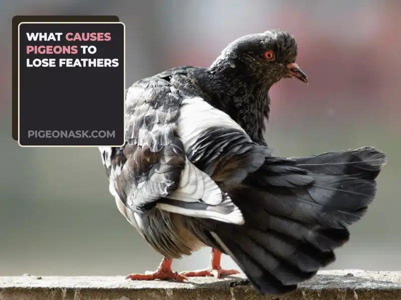 What Causes Pigeons to Lose Feathers