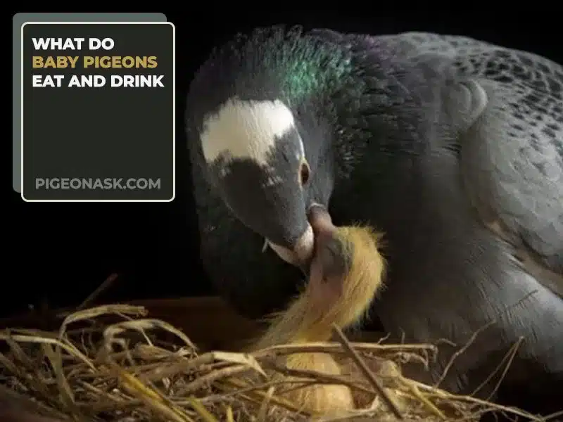 What Do Baby Pigeons Eat and Drink