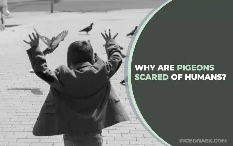 Why Are Pigeons Scared of Humans