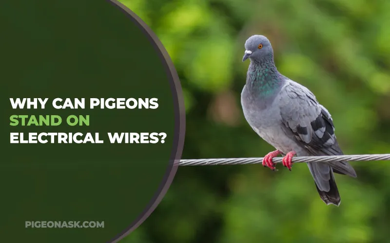 Why Can Pigeons Stand on Electrical Wires?