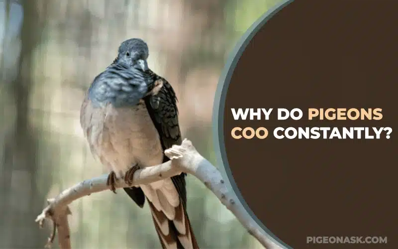 Why Do Pigeons Coo Constantly