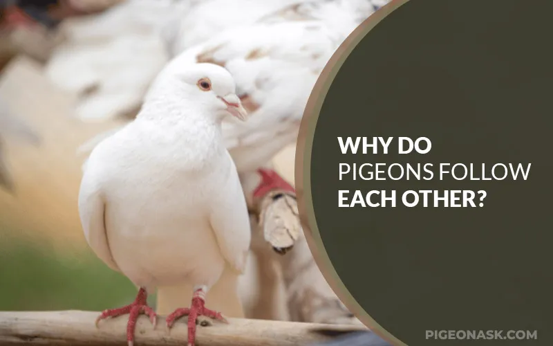 Why Do Pigeons Follow Each Other