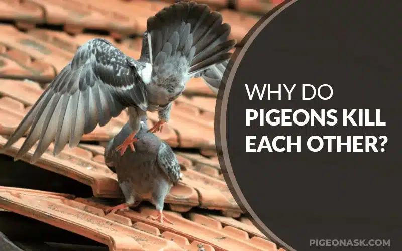 Why Do Pigeons Kill Each Other