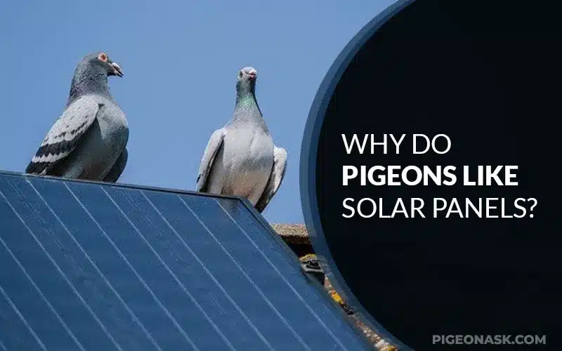 Why Do Pigeons Like Solar Panels