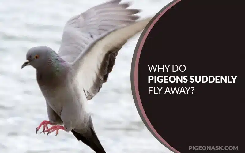 Why Do Pigeons Suddenly Fly Away