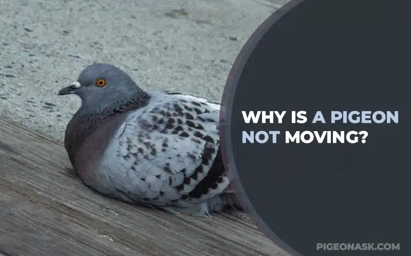 Why Is A Pigeon Not Moving