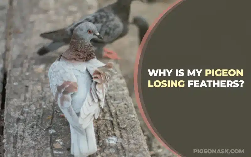 Why Is My Pigeon Losing Feathers