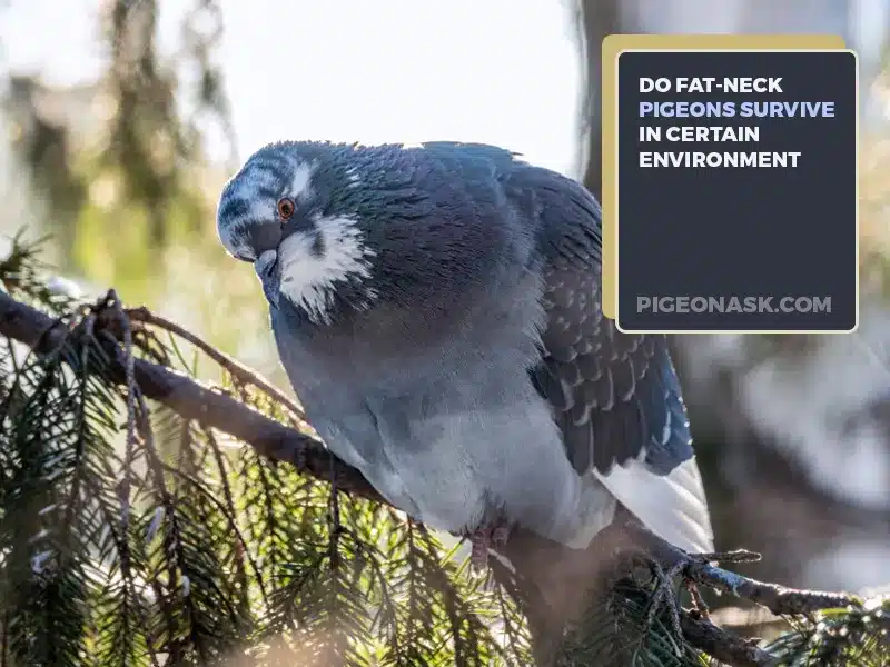 Are Fat-Necked Pigeons More Likely to Survive in Certain Environments