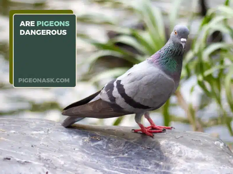 Are Pigeons Dangerous