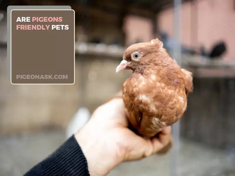 Are Pigeons Friendly Pets