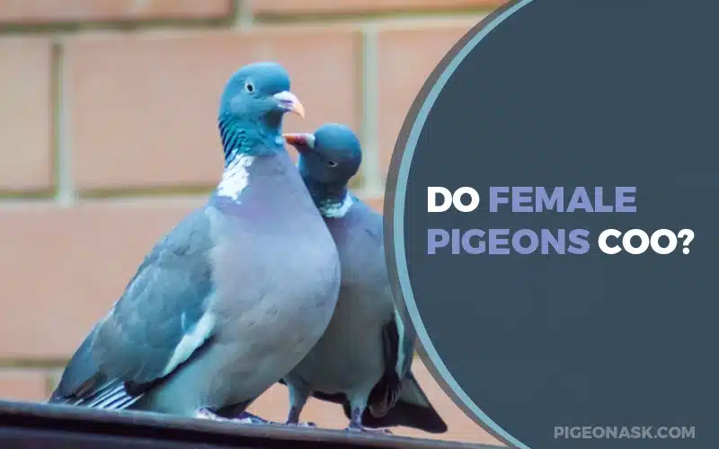 Do Female Pigeons Coo?