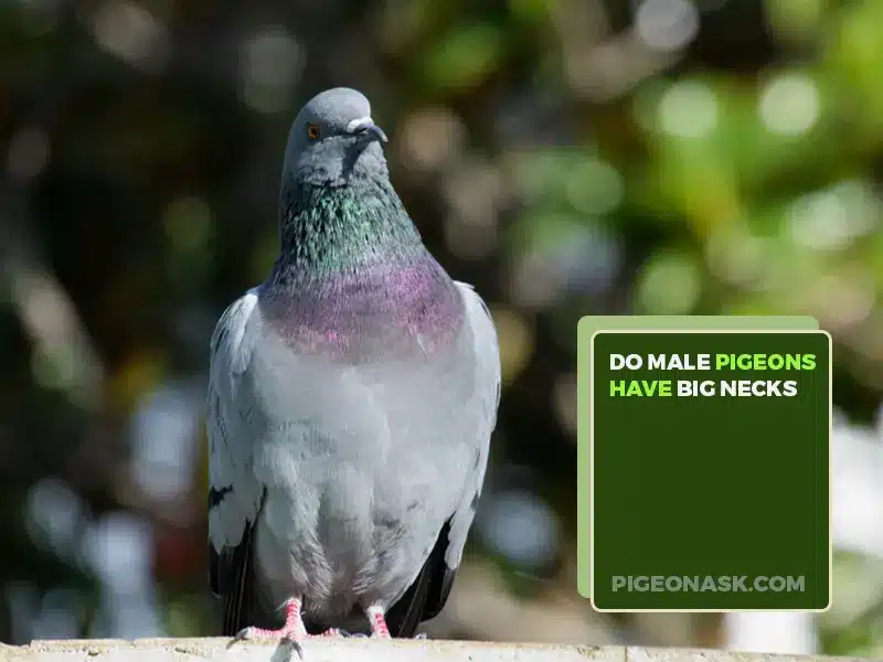 Do Male Pigeons Have Big Necks