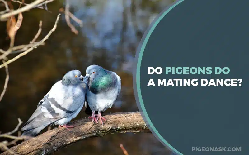 Do Pigeons Do A Mating Dance