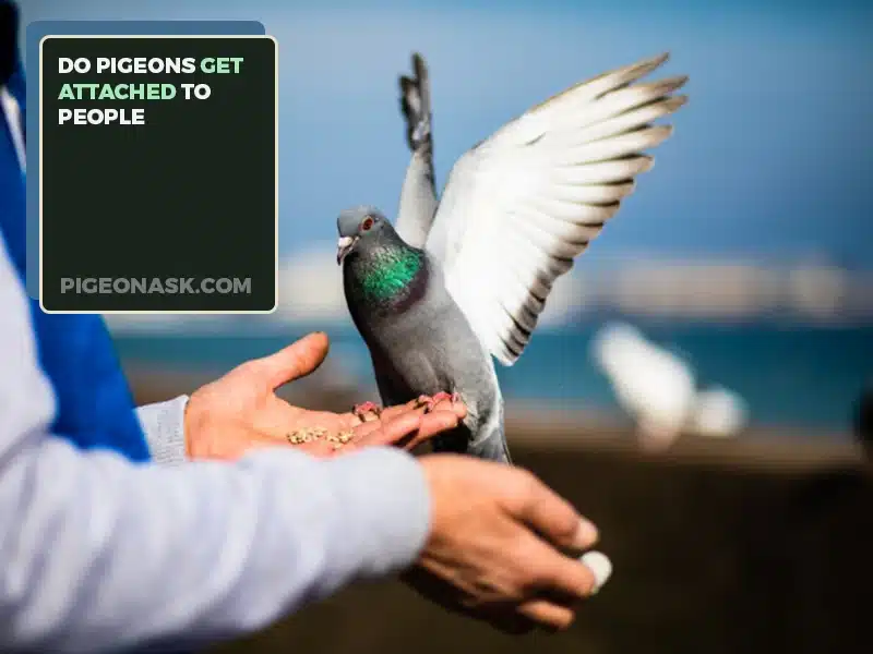 Do Pigeons Get Attached to People