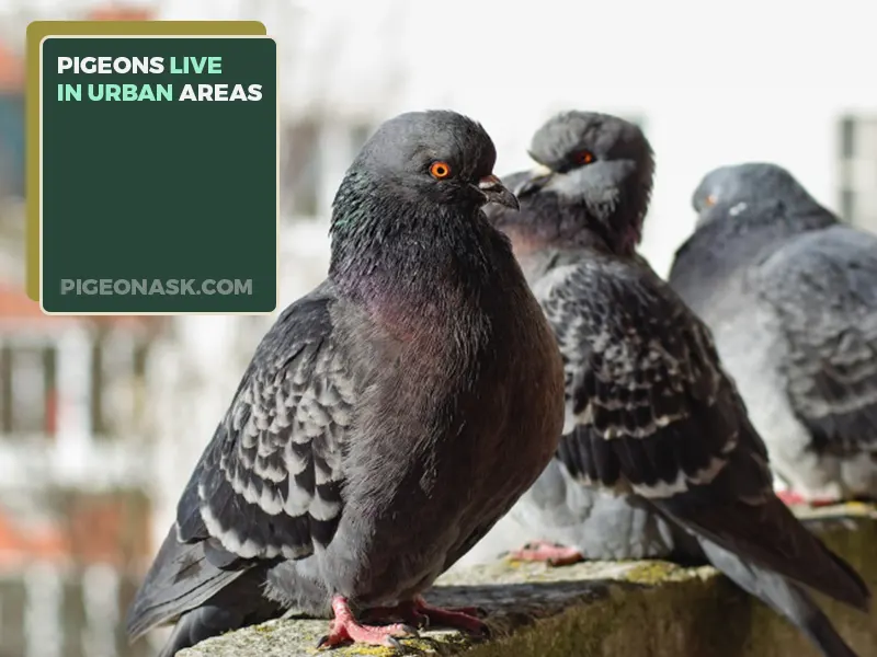 Do Pigeons Only Live in Urban Areas