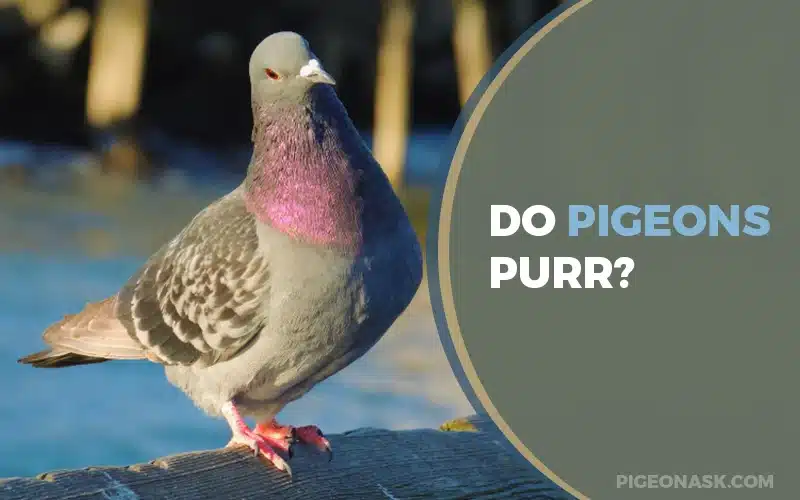 Do Pigeons Purr