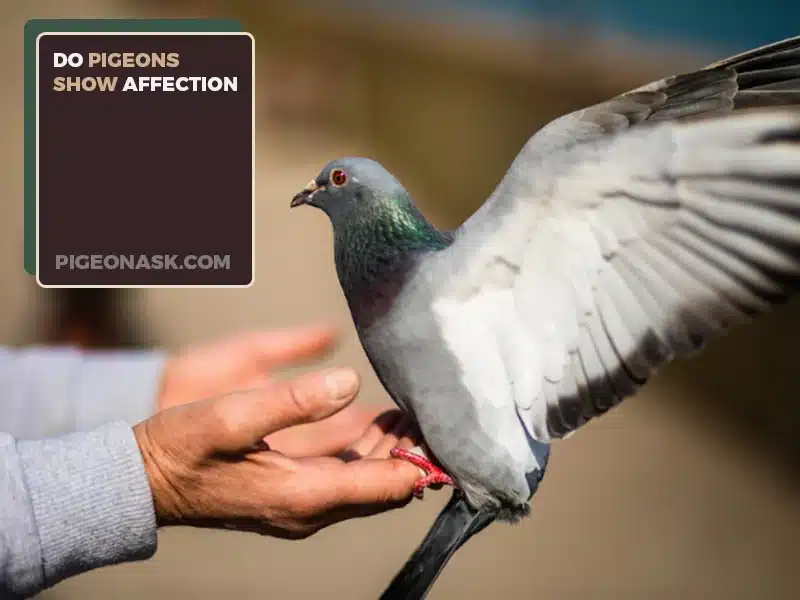 Do Pigeons Show Affection