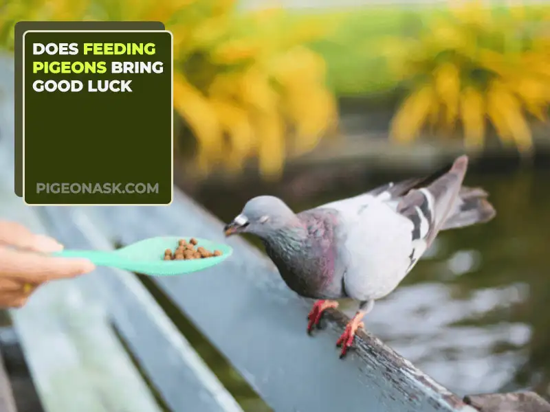 Does Feeding Pigeons Bring Good Luck