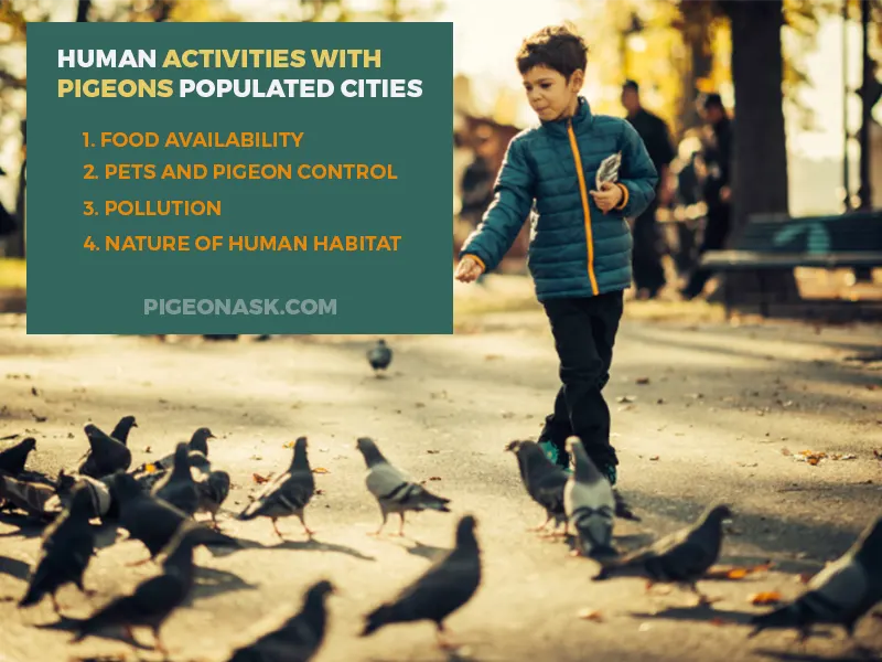 How Do Human Activities Affect the Pigeon Population in Cities