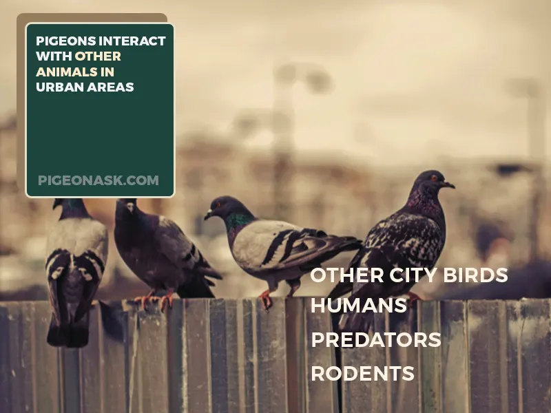 How Do Pigeons Interact with Other Animals in Urban Areas