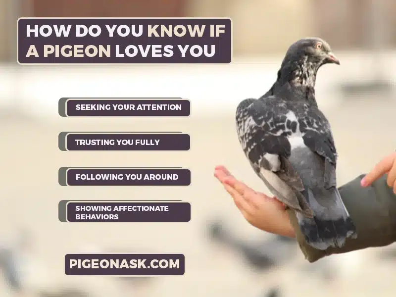 How Do You Know If a Pigeon Loves You