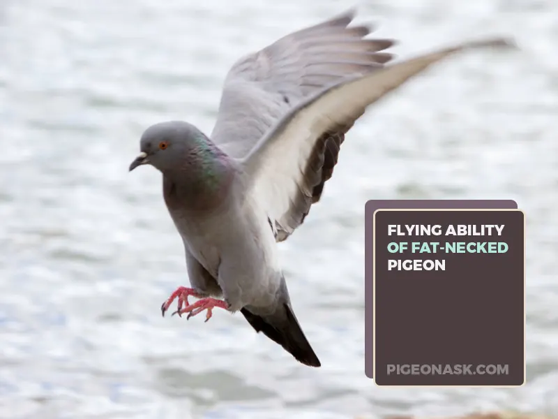 How Does the Fat Neck of Some Pigeons Affect Their Ability to Fly