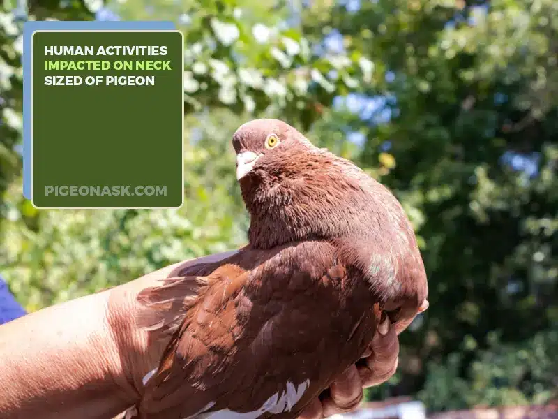 How Have Human Activities Impacted the Neck Size of Pigeons