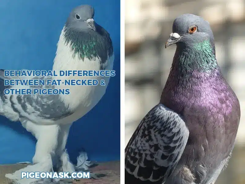 Is There a Difference In the Fat-Necked Pigeons’ Behavior Compared to Other Pigeons