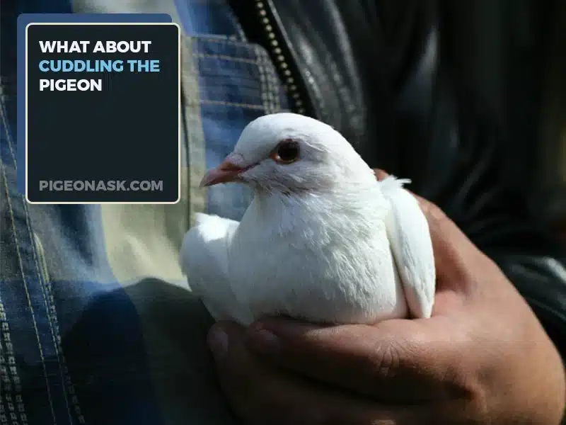 What About Cuddling the Pigeon