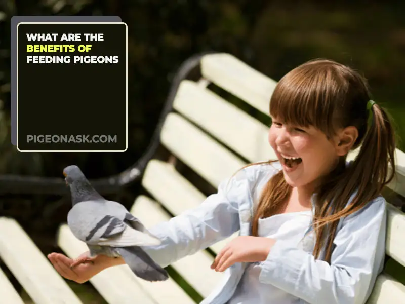 What Are the Benefits of Feeding Pigeons