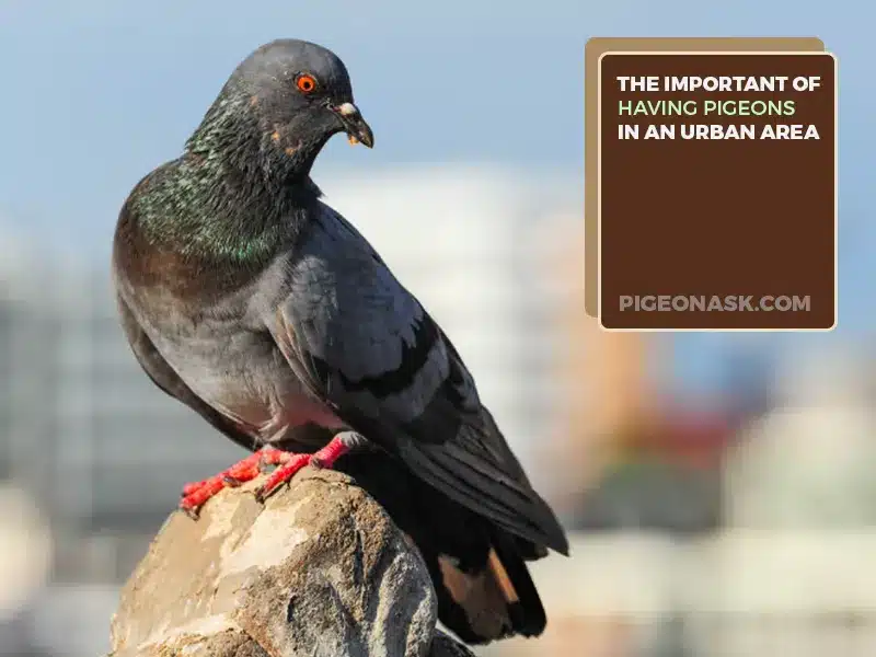 What Are the Benefits of Having Pigeons in an Urban Environment