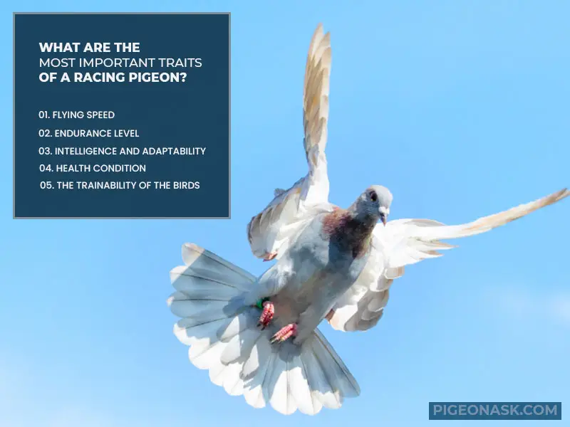 What Are the Most Important Traits of a Racing Pigeon