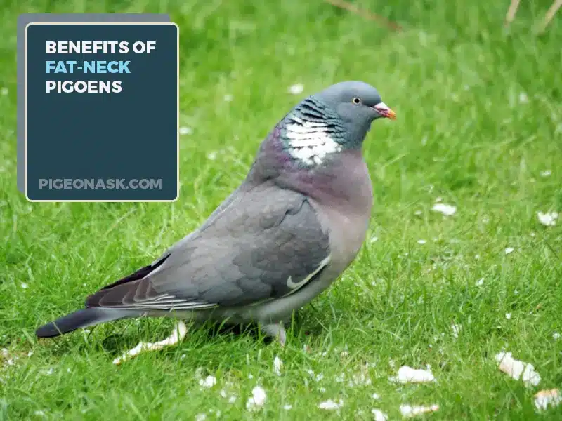 What Evolutionary Benefits Do Fat-Necked Pigeons Have