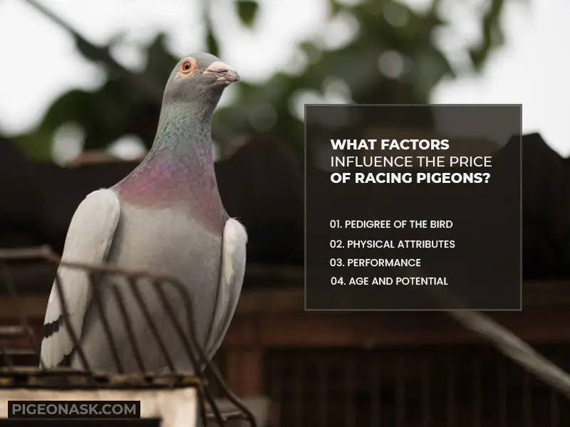 What Factors Influence the Price of Racing Pigeons