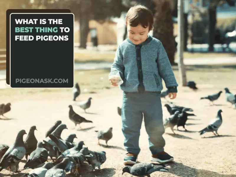 What Is the Best Thing to Feed Pigeons